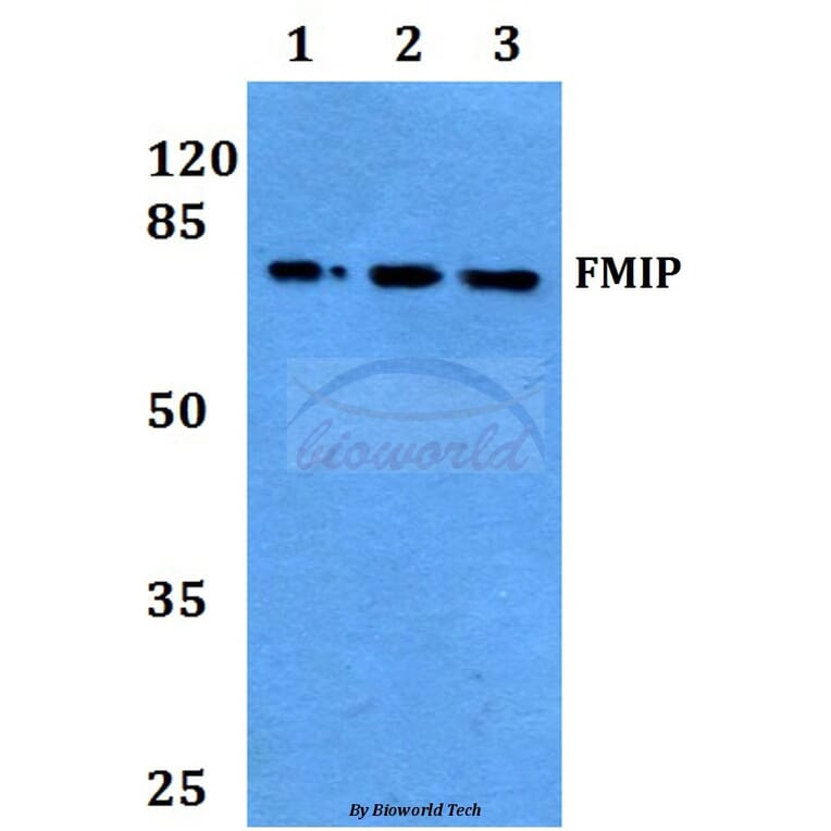 Anti-FMIP (E602) Antibody from Bioworld Technology (BS9167) - Antibodies.com