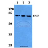 Anti-FMIP (E602) Antibody from Bioworld Technology (BS9167) - Antibodies.com