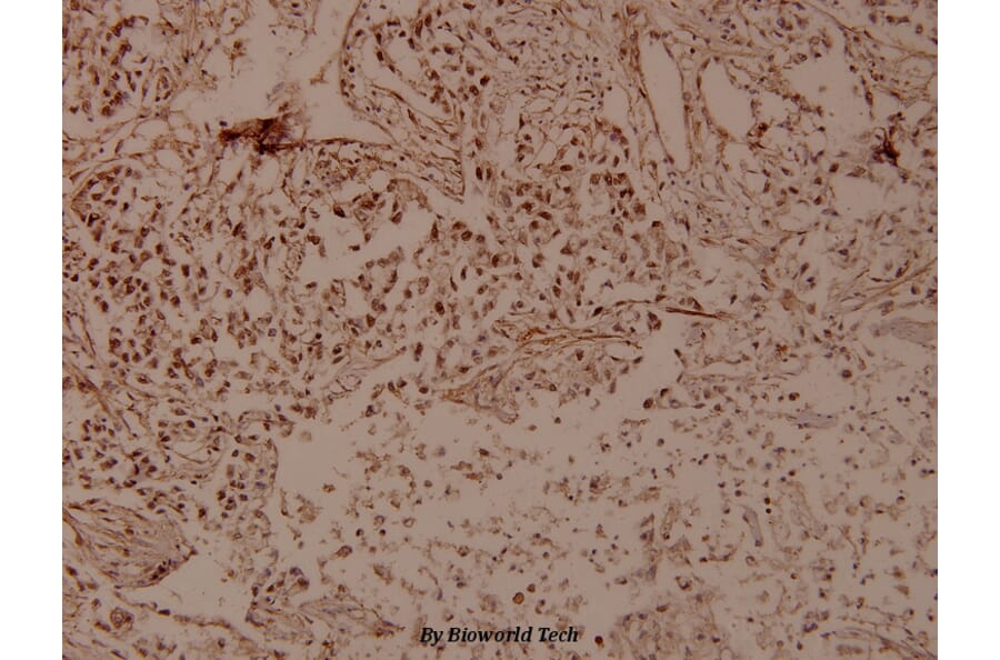 Anti-FMIP (E602) Antibody from Bioworld Technology (BS9167) - Antibodies.com