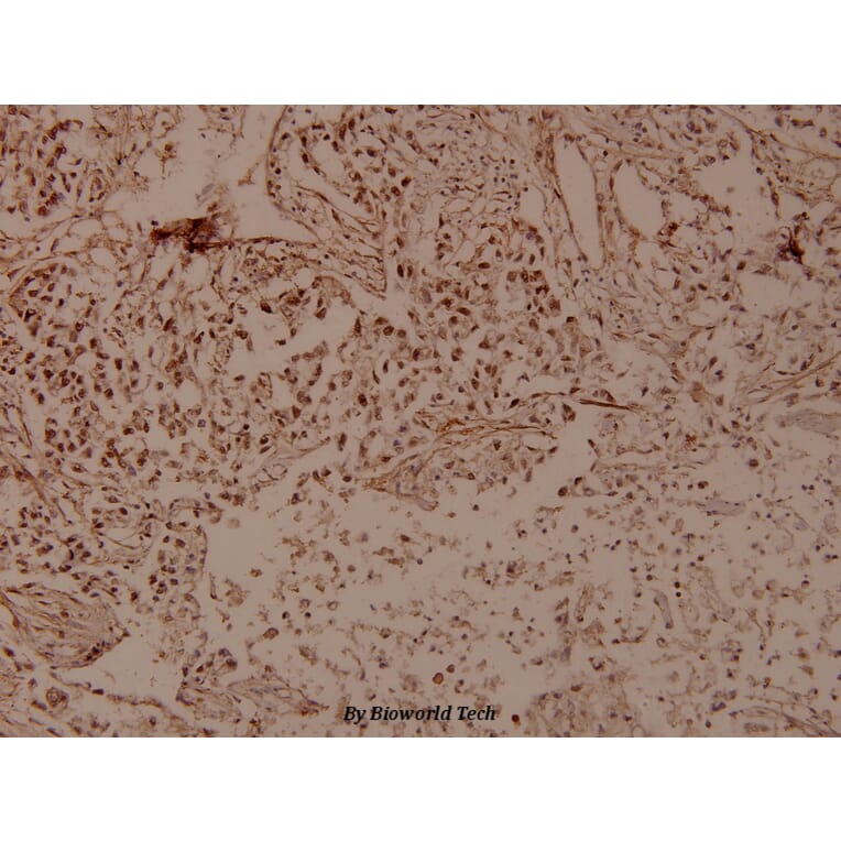 Anti-FMIP (E602) Antibody from Bioworld Technology (BS9167) - Antibodies.com