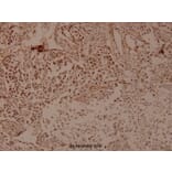 Anti-FMIP (E602) Antibody from Bioworld Technology (BS9167) - Antibodies.com