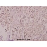 Anti-ZnT-1 (R239) Antibody from Bioworld Technology (BS9171) - Antibodies.com