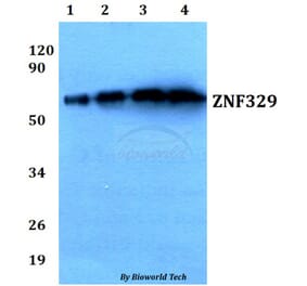 Anti-ZNF329 (D123) Antibody from Bioworld Technology (BS9172) - Antibodies.com