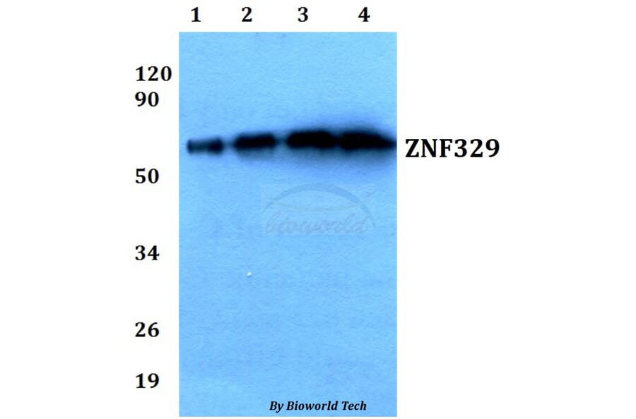 Anti-ZNF329 (D123) Antibody from Bioworld Technology (BS9172) - Antibodies.com