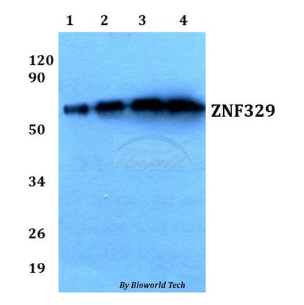 Anti-ZNF329 (D123) Antibody from Bioworld Technology (BS9172) - Antibodies.com