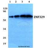 Anti-ZNF329 (D123) Antibody from Bioworld Technology (BS9172) - Antibodies.com