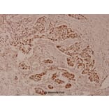 Anti-ZNF329 (D123) Antibody from Bioworld Technology (BS9172) - Antibodies.com