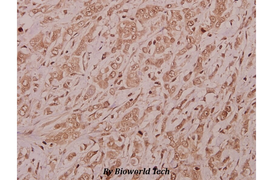 Anti-CSRNP2 (K127) Antibody from Bioworld Technology (BS9173) - Antibodies.com