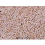 Anti-CSRNP2 (K127) Antibody from Bioworld Technology (BS9173) - Antibodies.com