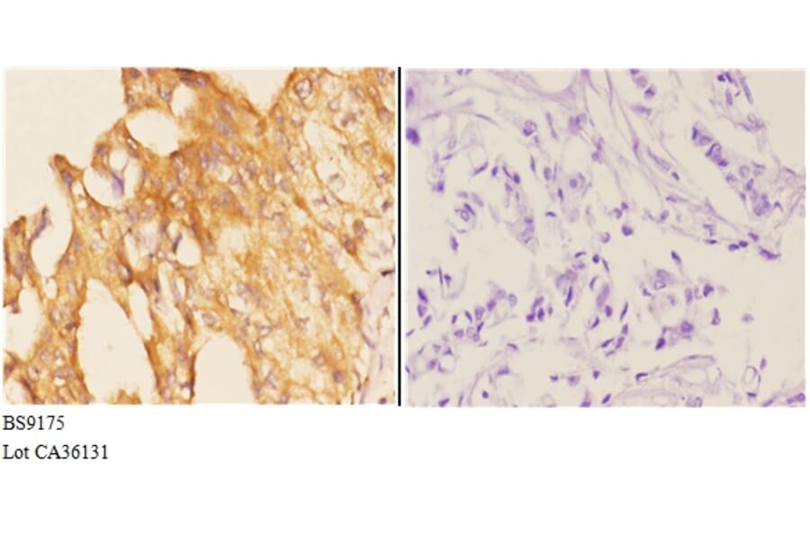 Anti-PI3K p110γ (L89) Antibody from Bioworld Technology (BS9175) - Antibodies.com