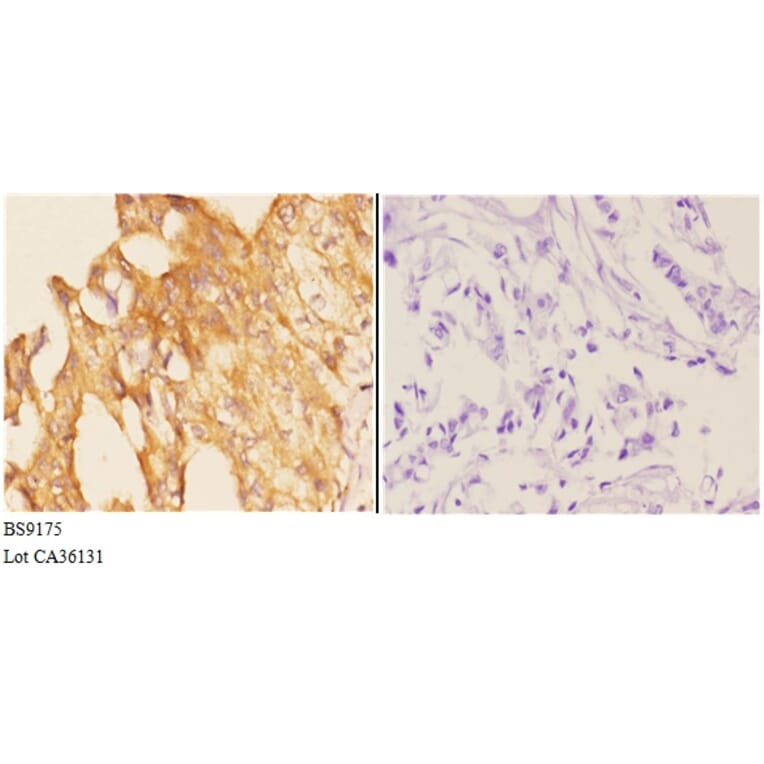 Anti-PI3K p110γ (L89) Antibody from Bioworld Technology (BS9175) - Antibodies.com