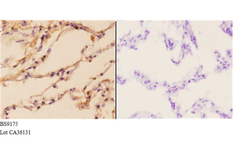 Anti-PI3K p110γ (L89) Antibody from Bioworld Technology (BS9175) - Antibodies.com