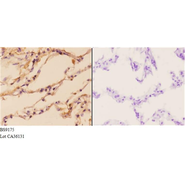 Anti-PI3K p110γ (L89) Antibody from Bioworld Technology (BS9175) - Antibodies.com