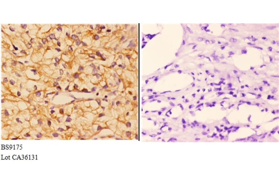 Anti-PI3K p110γ (L89) Antibody from Bioworld Technology (BS9175) - Antibodies.com