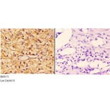 Anti-PI3K p110γ (L89) Antibody from Bioworld Technology (BS9175) - Antibodies.com