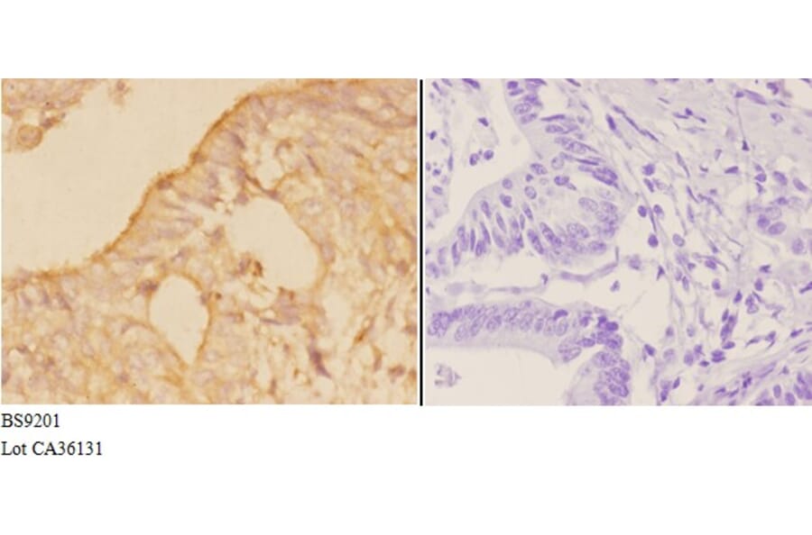 Anti-Actin-κ (T121) Antibody from Bioworld Technology (BS9201) - Antibodies.com