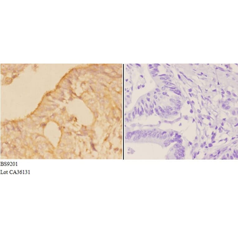 Anti-Actin-κ (T121) Antibody from Bioworld Technology (BS9201) - Antibodies.com