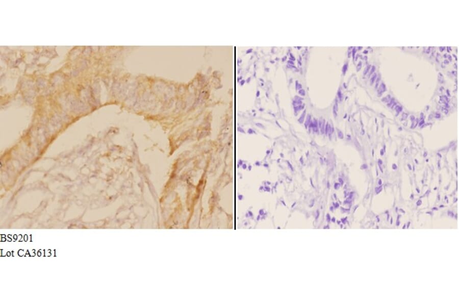 Anti-Actin-κ (T121) Antibody from Bioworld Technology (BS9201) - Antibodies.com