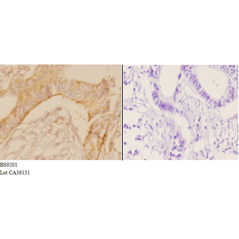 Anti-Actin-κ (T121) Antibody from Bioworld Technology (BS9201) - Antibodies.com