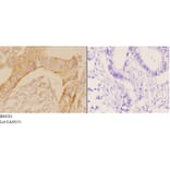 Anti-Actin-κ (T121) Antibody from Bioworld Technology (BS9201) - Antibodies.com