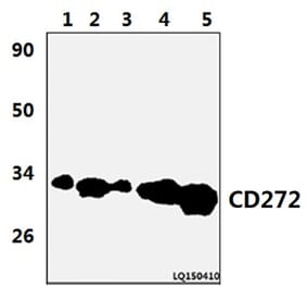 Anti-CD272 (W153) Antibody from Bioworld Technology (BS9212) - Antibodies.com