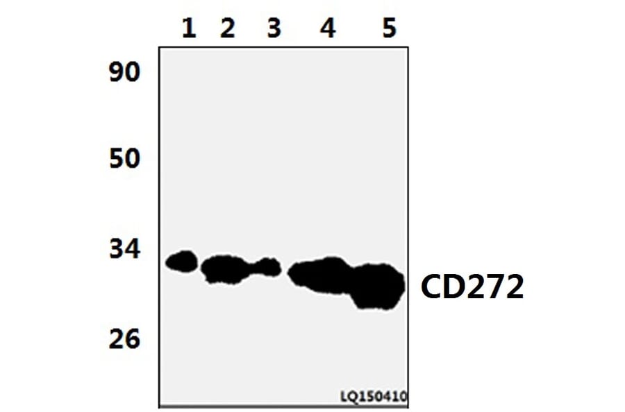 Anti-CD272 (W153) Antibody from Bioworld Technology (BS9212) - Antibodies.com