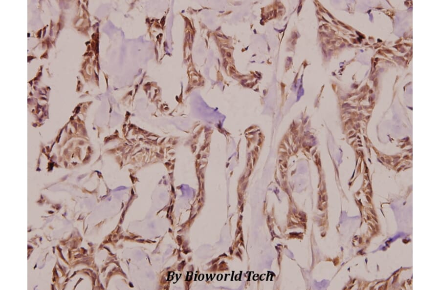 Anti-Follistatin (R163) Antibody from Bioworld Technology (BS9231) - Antibodies.com