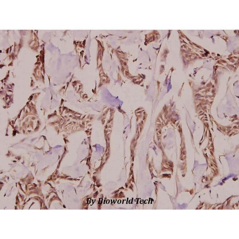 Anti-Follistatin (R163) Antibody from Bioworld Technology (BS9231) - Antibodies.com