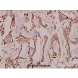 Anti-Follistatin (R163) Antibody from Bioworld Technology (BS9231) - Antibodies.com