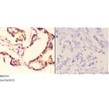 Anti-AMPKβ1 (V175) Antibody from Bioworld Technology (BS9234) - Antibodies.com