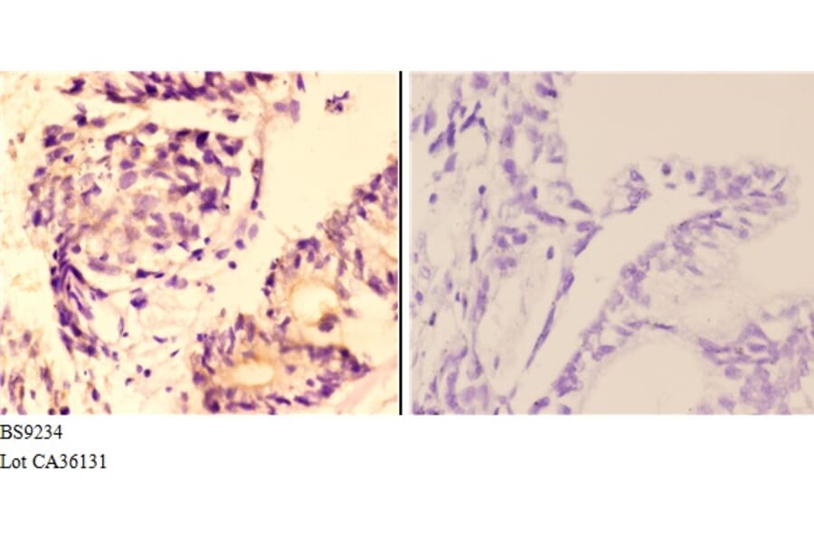Anti-AMPKβ1 (V175) Antibody from Bioworld Technology (BS9234) - Antibodies.com