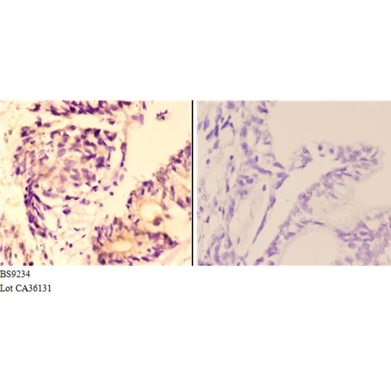 Anti-AMPKβ1 (V175) Antibody from Bioworld Technology (BS9234) - Antibodies.com