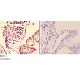 Anti-AMPKβ1 (V175) Antibody from Bioworld Technology (BS9234) - Antibodies.com