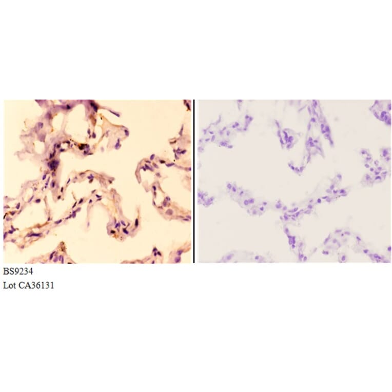 Anti-AMPKβ1 (V175) Antibody from Bioworld Technology (BS9234) - Antibodies.com