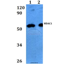 Anti-HDAC1 (E417) Antibody from Bioworld Technology (BS9235) - Antibodies.com