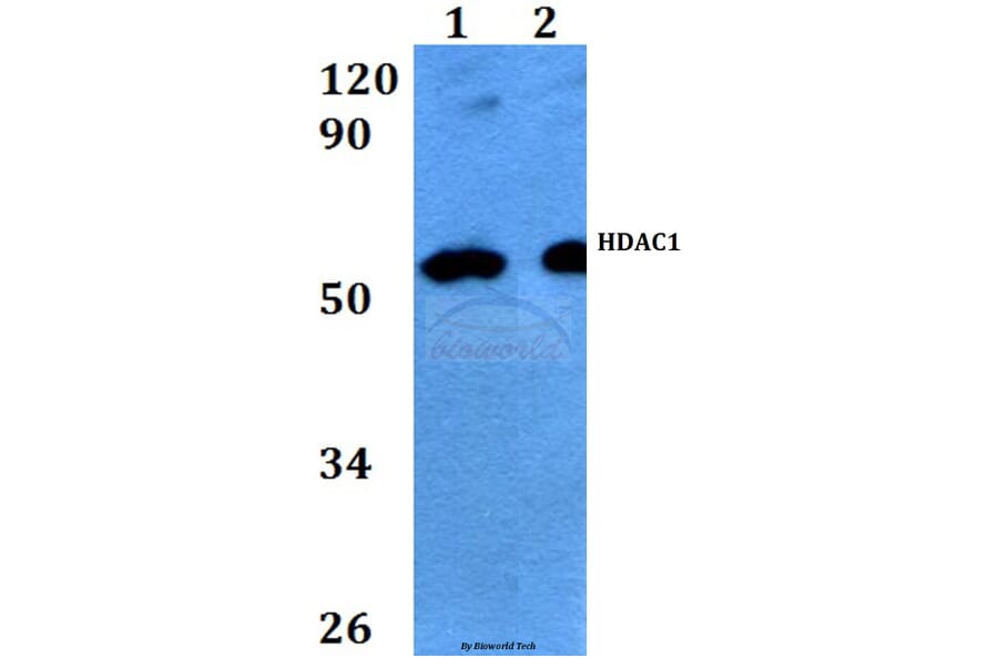 Anti-HDAC1 (E417) Antibody from Bioworld Technology (BS9235) - Antibodies.com