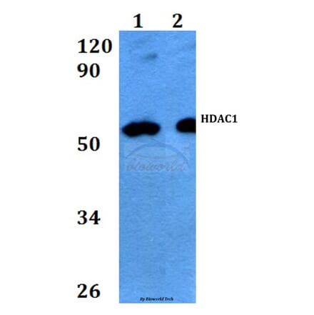 Anti-HDAC1 (E417) Antibody from Bioworld Technology (BS9235) - Antibodies.com
