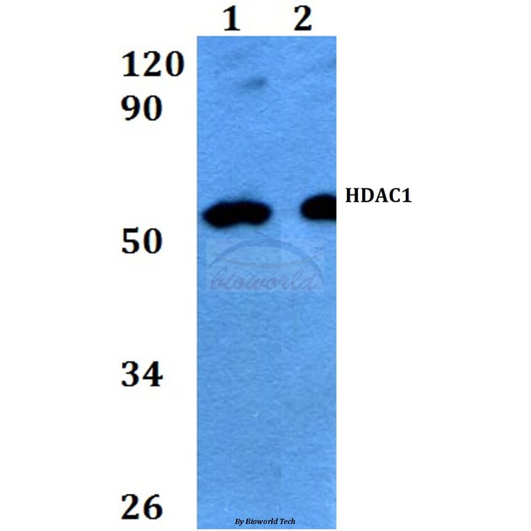 Anti-HDAC1 (E417) Antibody from Bioworld Technology (BS9235) - Antibodies.com