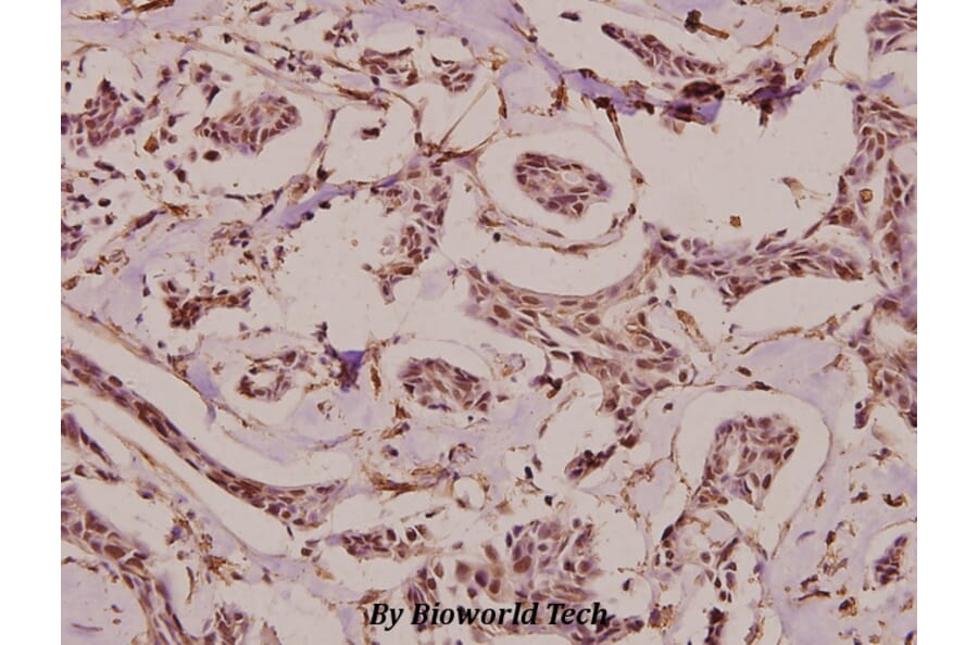 Anti-HDAC1 (E417) Antibody from Bioworld Technology (BS9235) - Antibodies.com