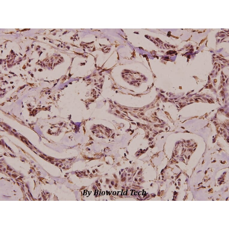 Anti-HDAC1 (E417) Antibody from Bioworld Technology (BS9235) - Antibodies.com