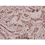 Anti-HDAC1 (E417) Antibody from Bioworld Technology (BS9235) - Antibodies.com