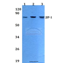 Anti-JIP-1 (A99) Antibody from Bioworld Technology (BS9237) - Antibodies.com