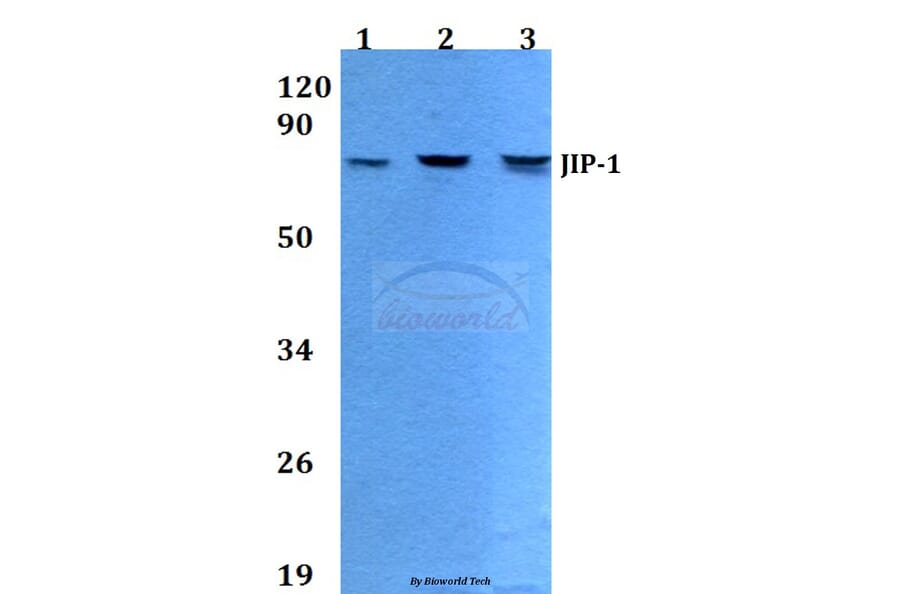 Anti-JIP-1 (A99) Antibody from Bioworld Technology (BS9237) - Antibodies.com