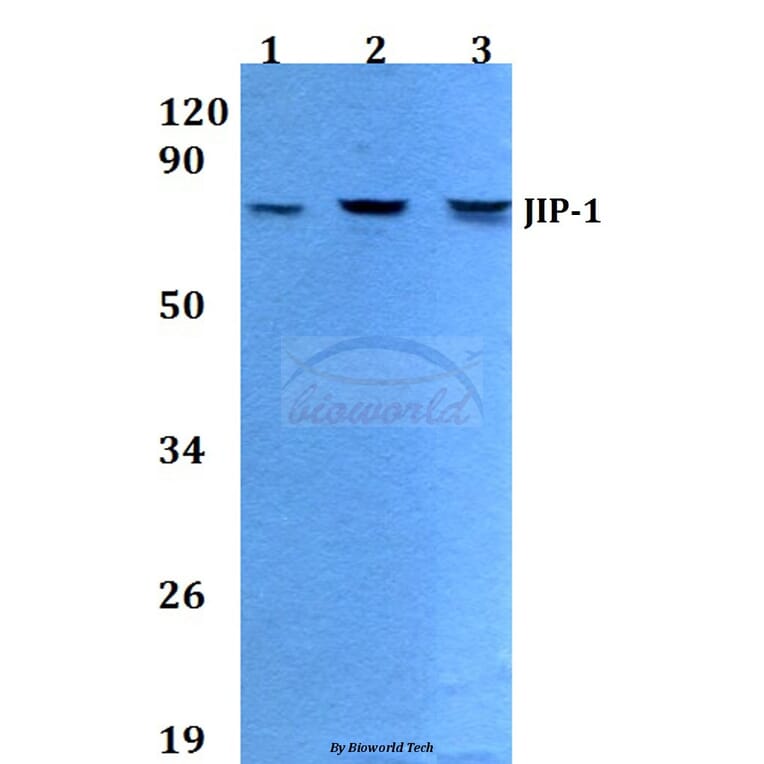 Anti-JIP-1 (A99) Antibody from Bioworld Technology (BS9237) - Antibodies.com