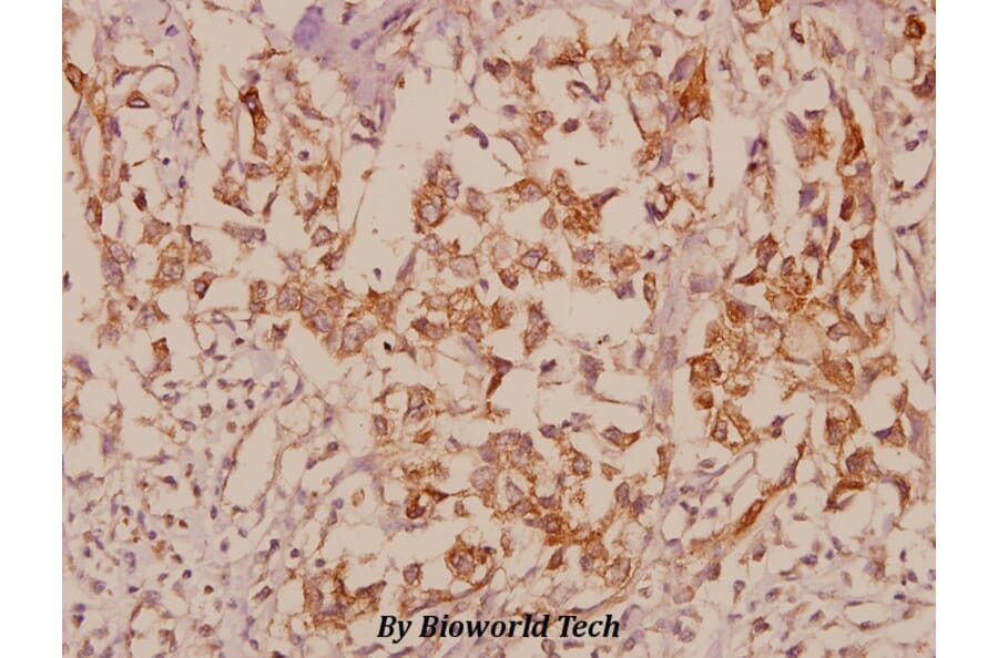 Anti-JIP-1 (A99) Antibody from Bioworld Technology (BS9237) - Antibodies.com