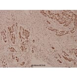 Anti-WAVE3 (D186) Antibody from Bioworld Technology (BS9244) - Antibodies.com