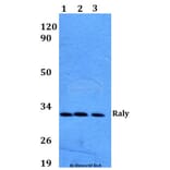 Anti-Raly (R103) Antibody from Bioworld Technology (BS9249) - Antibodies.com