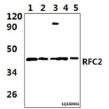 Anti-RFC2 (T165) Antibody from Bioworld Technology (BS9272) - Antibodies.com