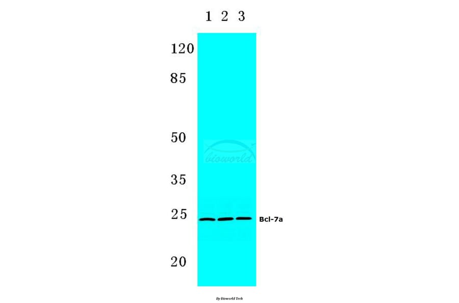 Anti-Bcl-7a (N62) Antibody from Bioworld Technology (BS9274) - Antibodies.com