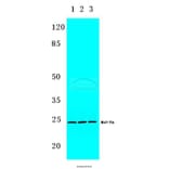 Anti-Bcl-7a (N62) Antibody from Bioworld Technology (BS9274) - Antibodies.com